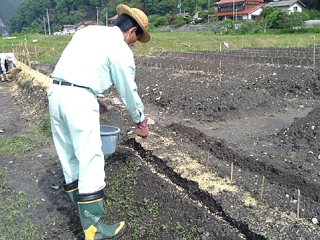 おおえの自然薯 じねんじょ が出来るまで