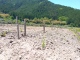 種芋植え付けしました